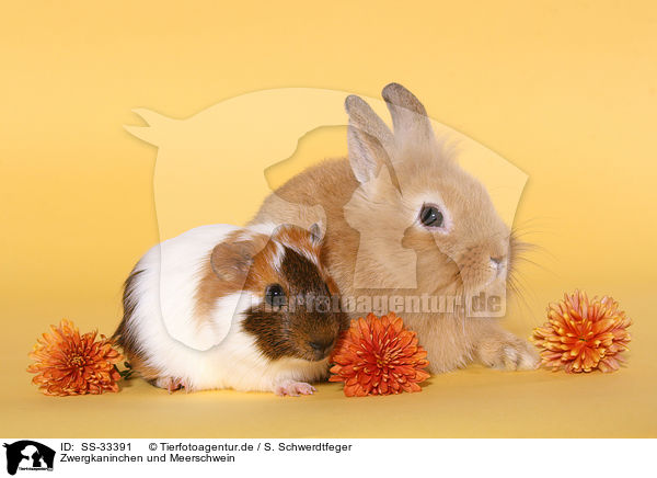 Zwergkaninchen und Meerschwein / dwarf rabbit and guinea pig / SS-33391