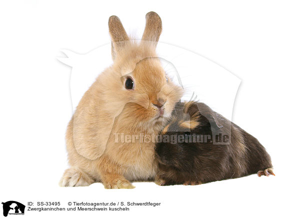 Zwergkaninchen und Meerschwein kuscheln / snuggling dwarf rabbit and guinea pig / SS-33495
