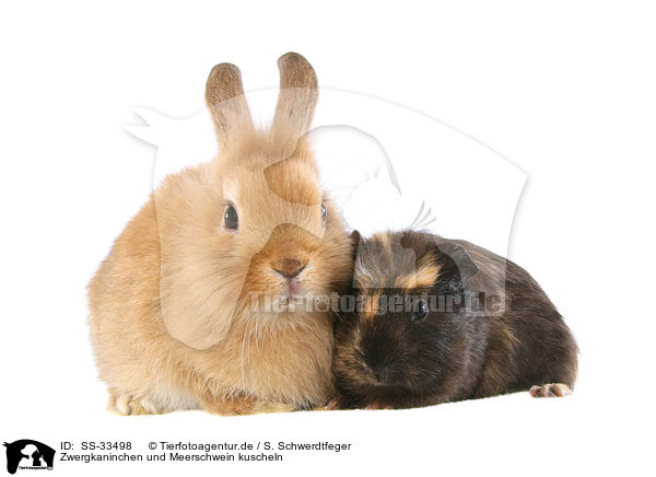 Zwergkaninchen und Meerschwein kuscheln / SS-33498