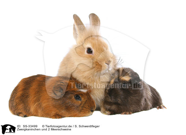 Zwergkaninchen und 2 Meerschweine / dwarf rabbit and 2 guinea pigs / SS-33499
