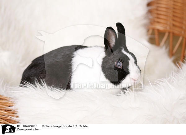 Zwergkaninchen / dwarf rabbit / RR-63988