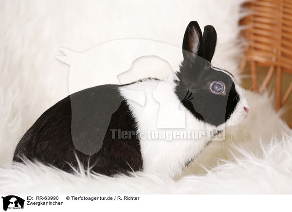 Zwergkaninchen / dwarf rabbit / RR-63990