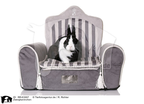 Zwergkaninchen / dwarf rabbit / RR-63997