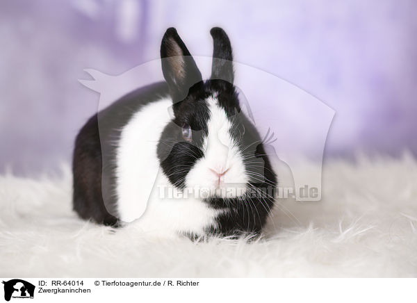 Zwergkaninchen / dwarf rabbit / RR-64014