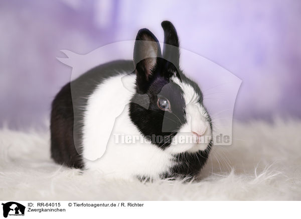 Zwergkaninchen / dwarf rabbit / RR-64015