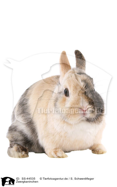 Zwergkaninchen / dwarf rabbit / SS-44535