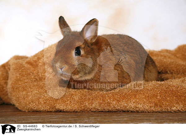 Zwergkaninchen / dwarf rabbit / SS-44683