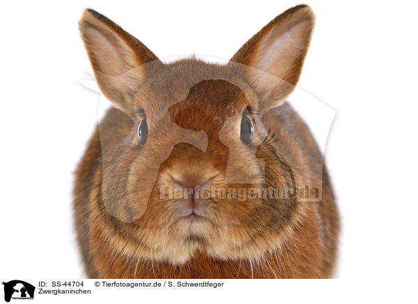 Zwergkaninchen / dwarf rabbit / SS-44704