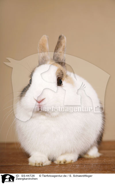 Zwergkaninchen / SS-44726
