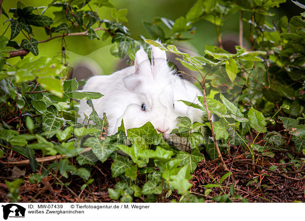 weies Zwergkaninchen / white dwarf rabbit / MW-07439