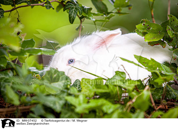 weies Zwergkaninchen / white dwarf rabbit / MW-07452