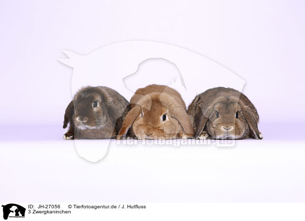 3 Zwergkaninchen / 3 Dwarf Rabbits / JH-27056