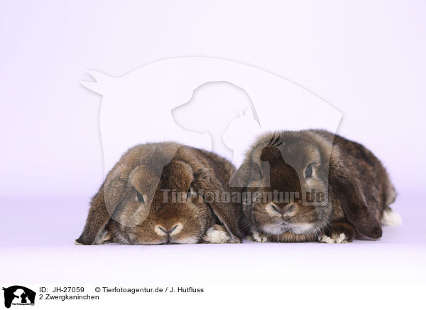 2 Zwergkaninchen / 2 Dwarf Rabbits / JH-27059