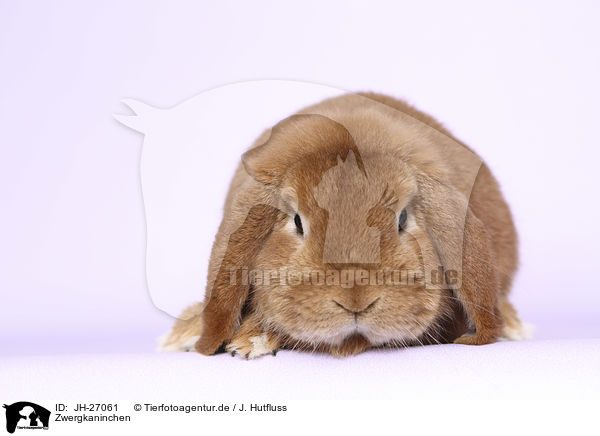 Zwergkaninchen / Dwarf Rabbit / JH-27061