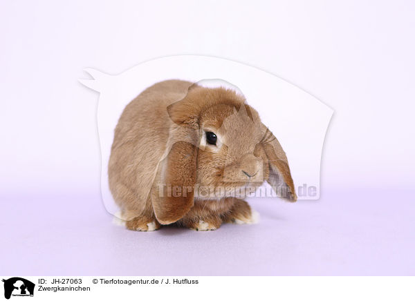 Zwergkaninchen / JH-27063