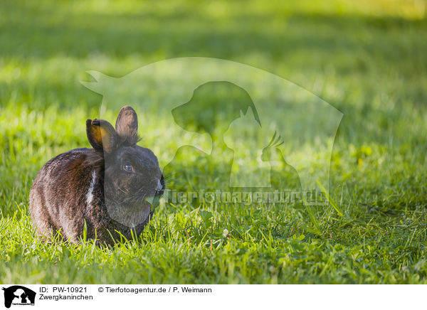 Zwergkaninchen / dwarf rabbit / PW-10921