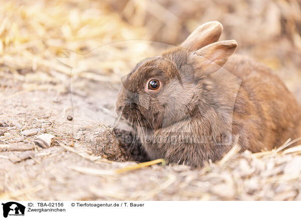 Zwergkaninchen / TBA-02156