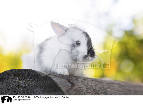 Zwergkaninchen / pygmy bunny / JEG-02054