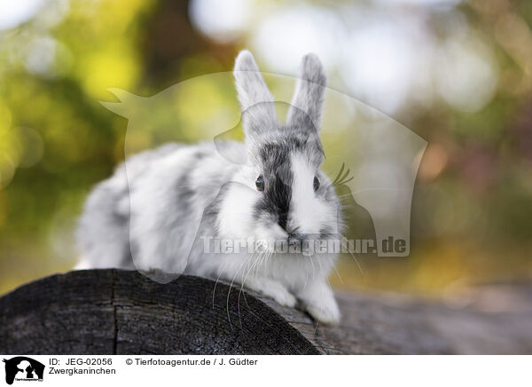 Zwergkaninchen / JEG-02056