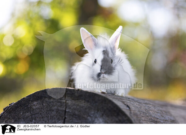 Zwergkaninchen / pygmy bunny / JEG-02057