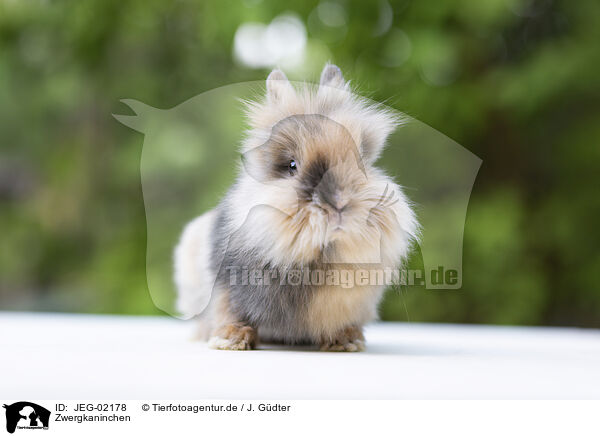 Zwergkaninchen / pygmy bunny / JEG-02178