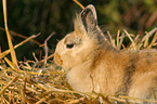 Zwergkaninchen