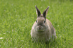 Zwergkaninchen auf der Wiese