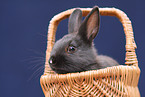 Zwergkaninchen