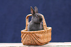Zwergkaninchen