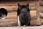 Zwergkaninchen