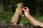 Zwergkaninchen