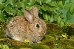 junges Zwergkaninchen