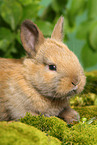 junges Zwergkaninchen