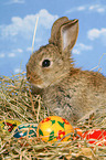 junges Zwergkaninchen zu Ostern