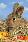 junges Zwergkaninchen zu Ostern