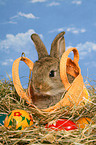 junges Zwergkaninchen zu Ostern