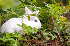 weies Zwergkaninchen