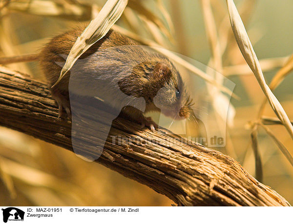 Zwergmaus / pygmy mouse / MAZ-01951