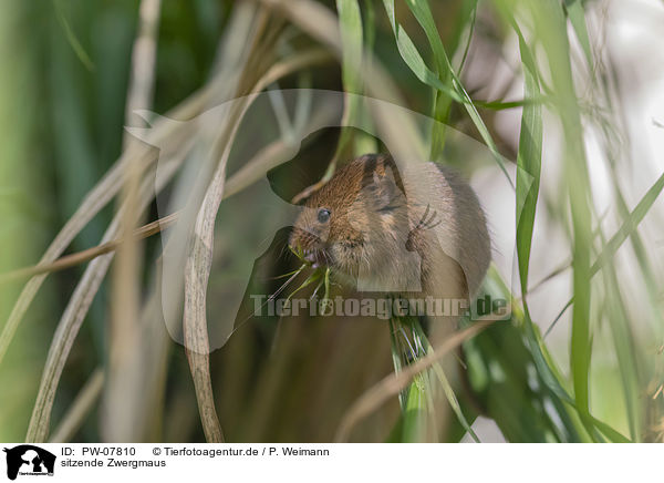 sitzende Zwergmaus / sitting Pygmy Mouse / PW-07810