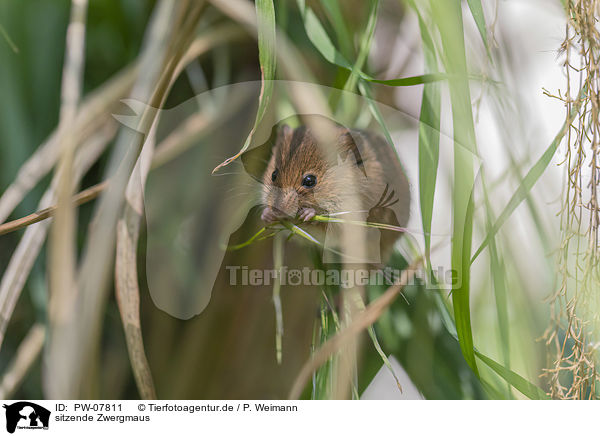 sitzende Zwergmaus / PW-07811