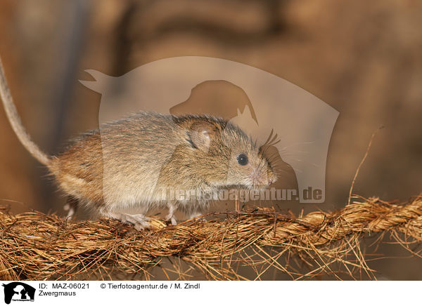 Zwergmaus / Pygmy Mouse / MAZ-06021