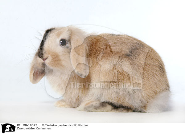 Zwergwidder Kaninchen / pigmy lop ears bunny / RR-18573