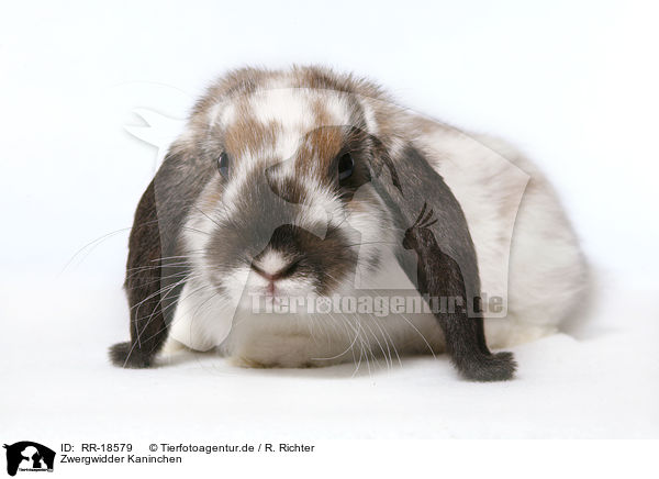 Zwergwidder Kaninchen / pigmy lop ears bunny / RR-18579