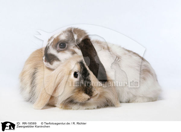 Zwergwidder Kaninchen / pigmy lop ears bunny / RR-18589