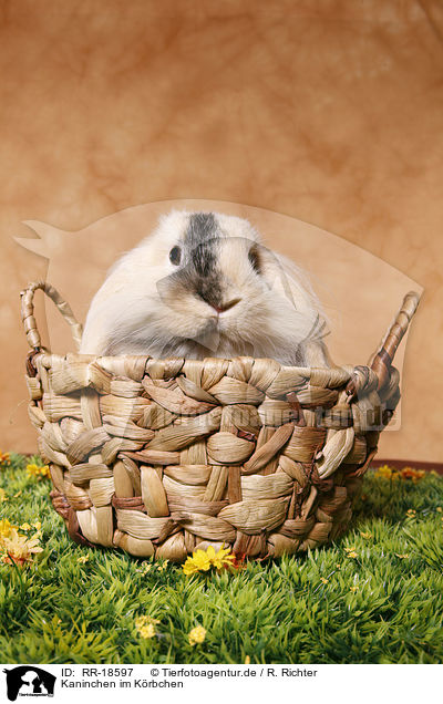 Kaninchen im Krbchen / bunny in basket / RR-18597