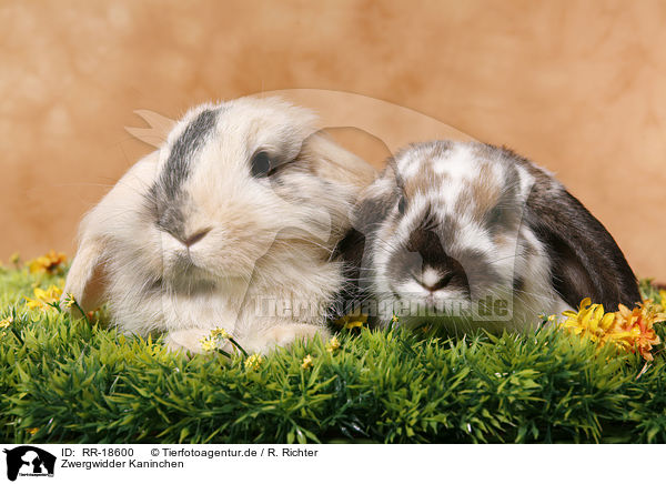 Zwergwidder Kaninchen / RR-18600