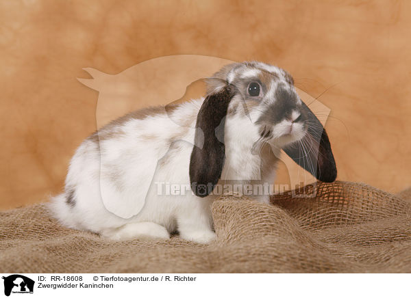 Zwergwidder Kaninchen / pigmy lop ears bunny / RR-18608