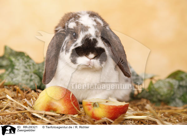 Zwergwidder / dwarf lop / RR-28321