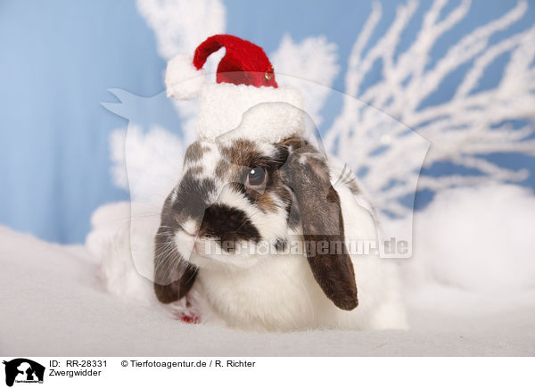 Zwergwidder / dwarf lop / RR-28331