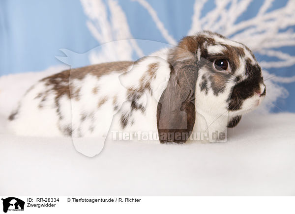 Zwergwidder / dwarf lop / RR-28334